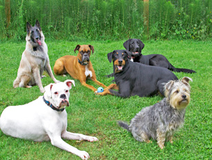 Dogdaycare