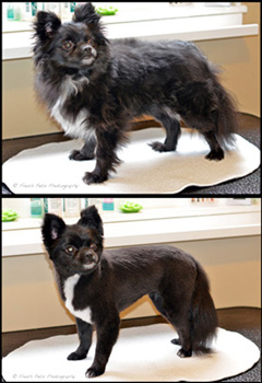 Grooming Grooming